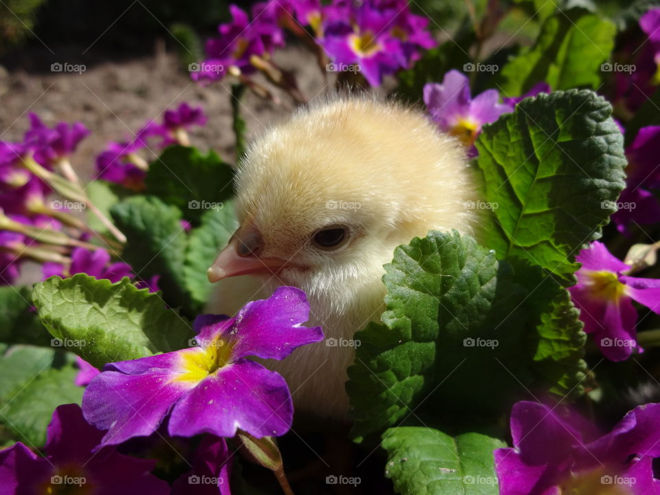 Close-up of a baby chick in flowers