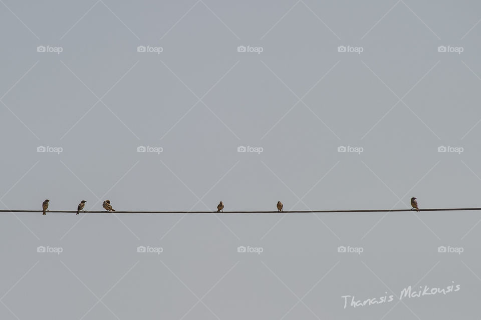 Bird, Sky, Wire, No Person, Wildlife