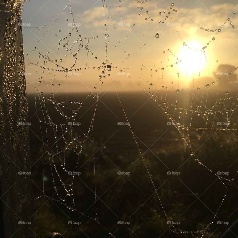 Spiders web in the sunrise 