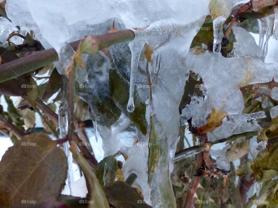 Icicles on a bush