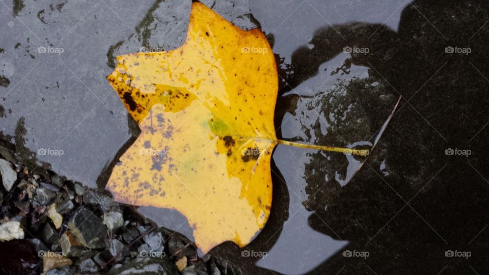 yellow leaf in water