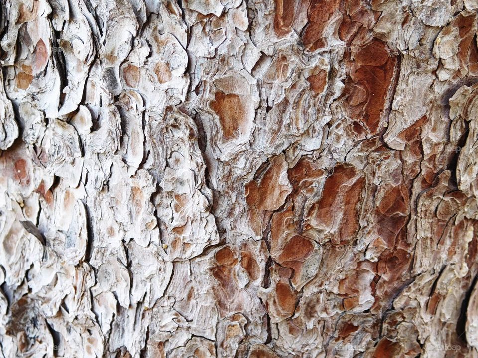 tree trunk texture