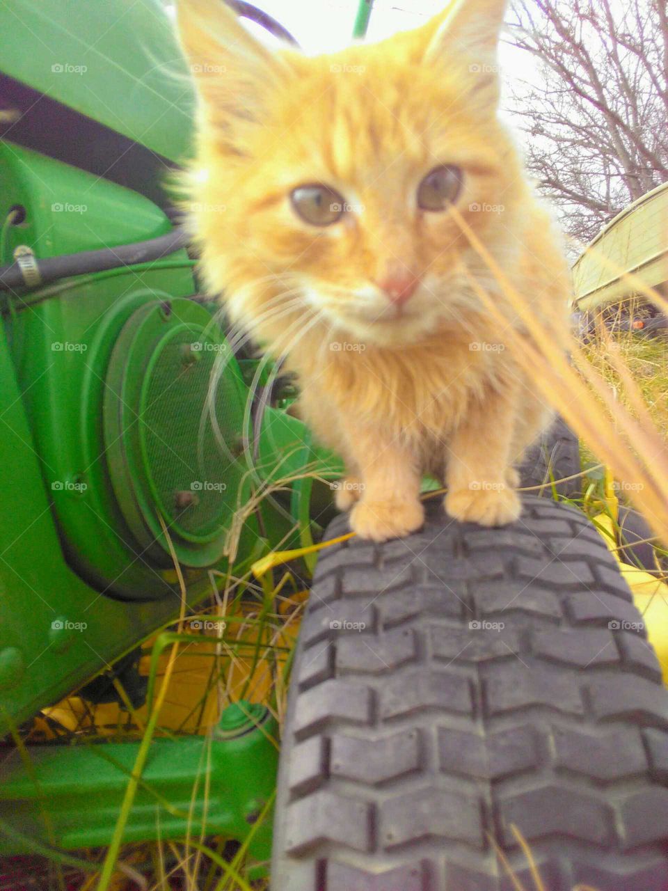 orange cat of a tire