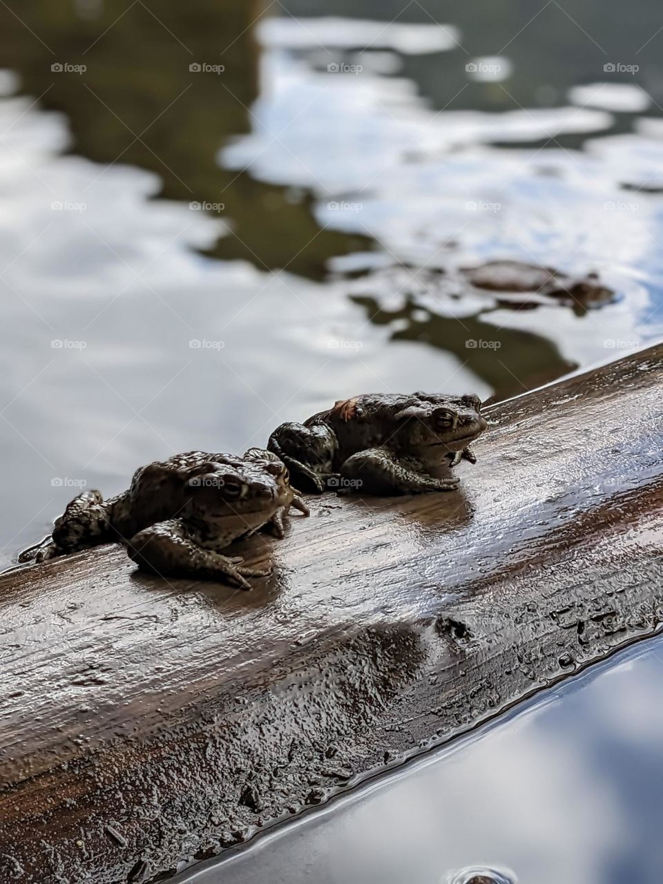 Frog like a lake's guard