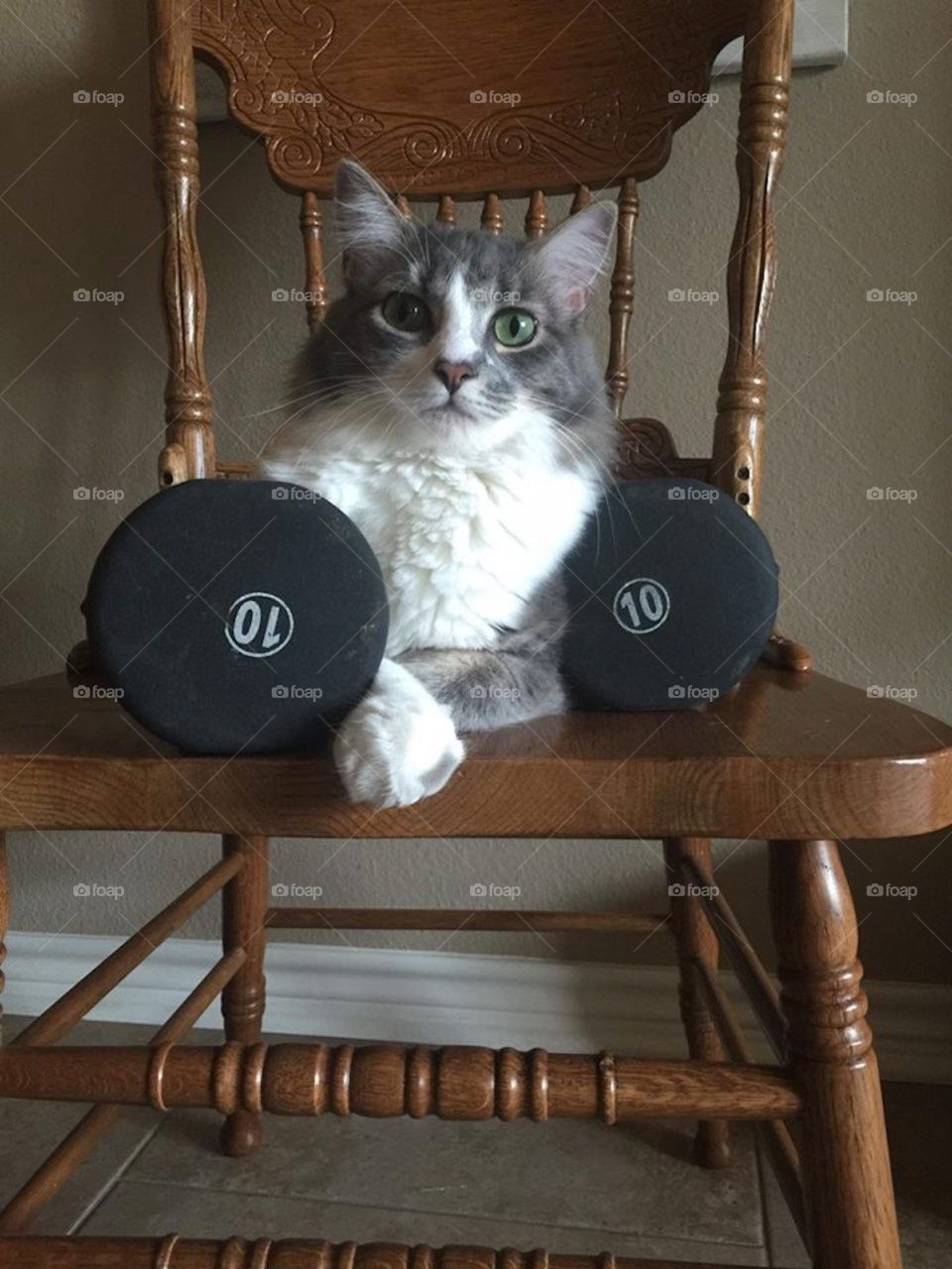 The masculine cat is telling you it is time to put down the phone and pick up the weights..err..pet him. With his soft, long hair contrasting with the slick chair and rubbery dumbbells, a variety of textures and neutral colors aid visual interest.