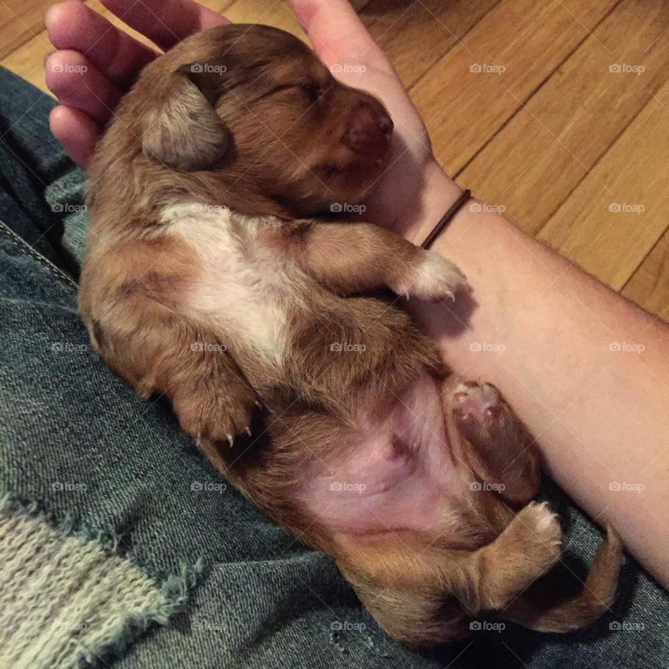 Tiny puppy 