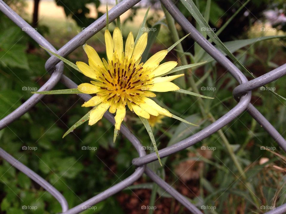 On the fence. Found this beauty just waiting for me!