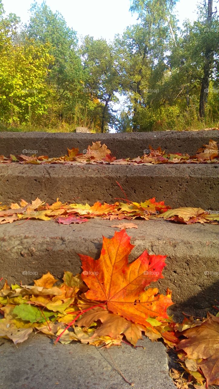 Autumn leafs in steps
