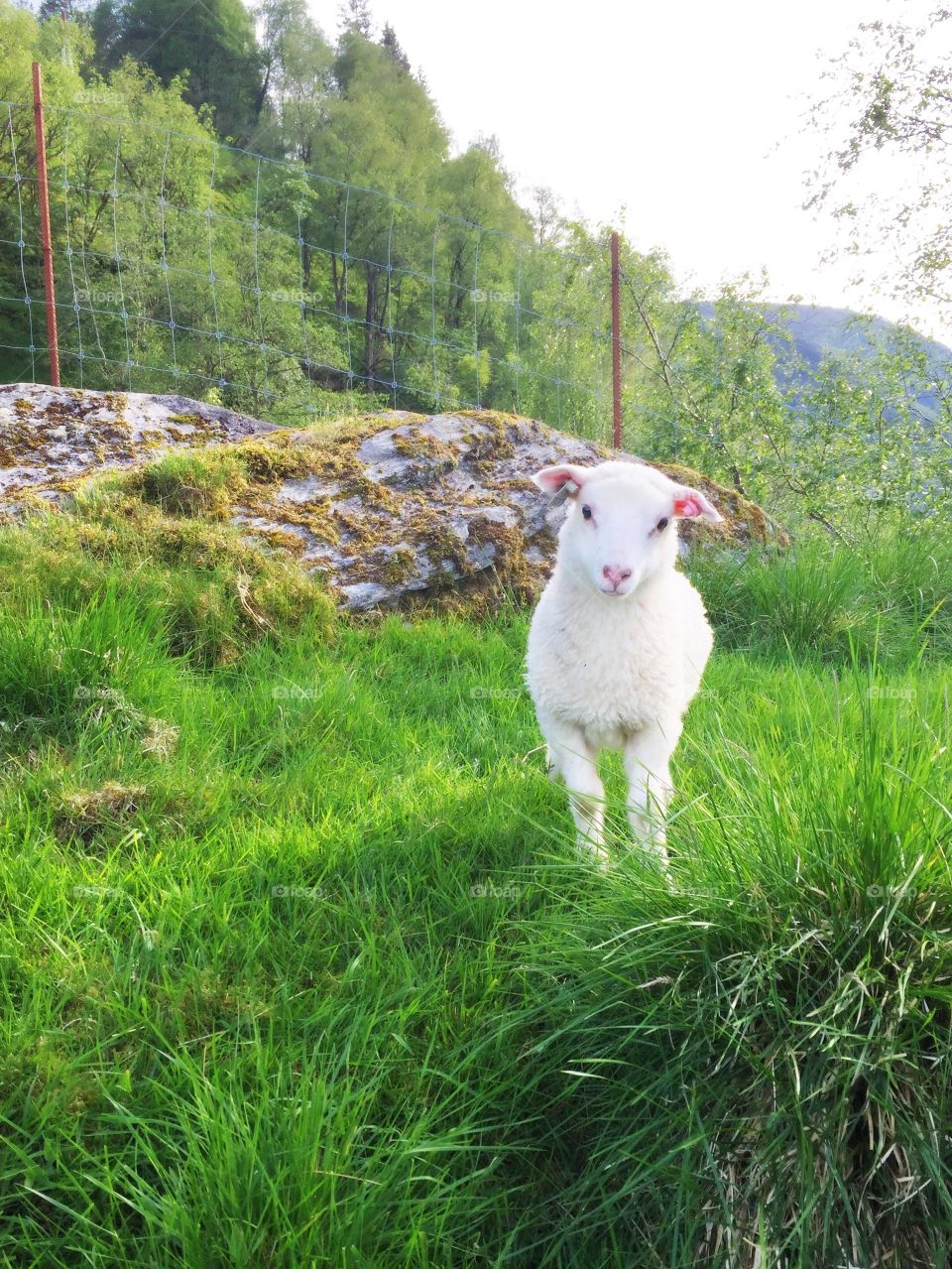 Cute lamb Outdoors