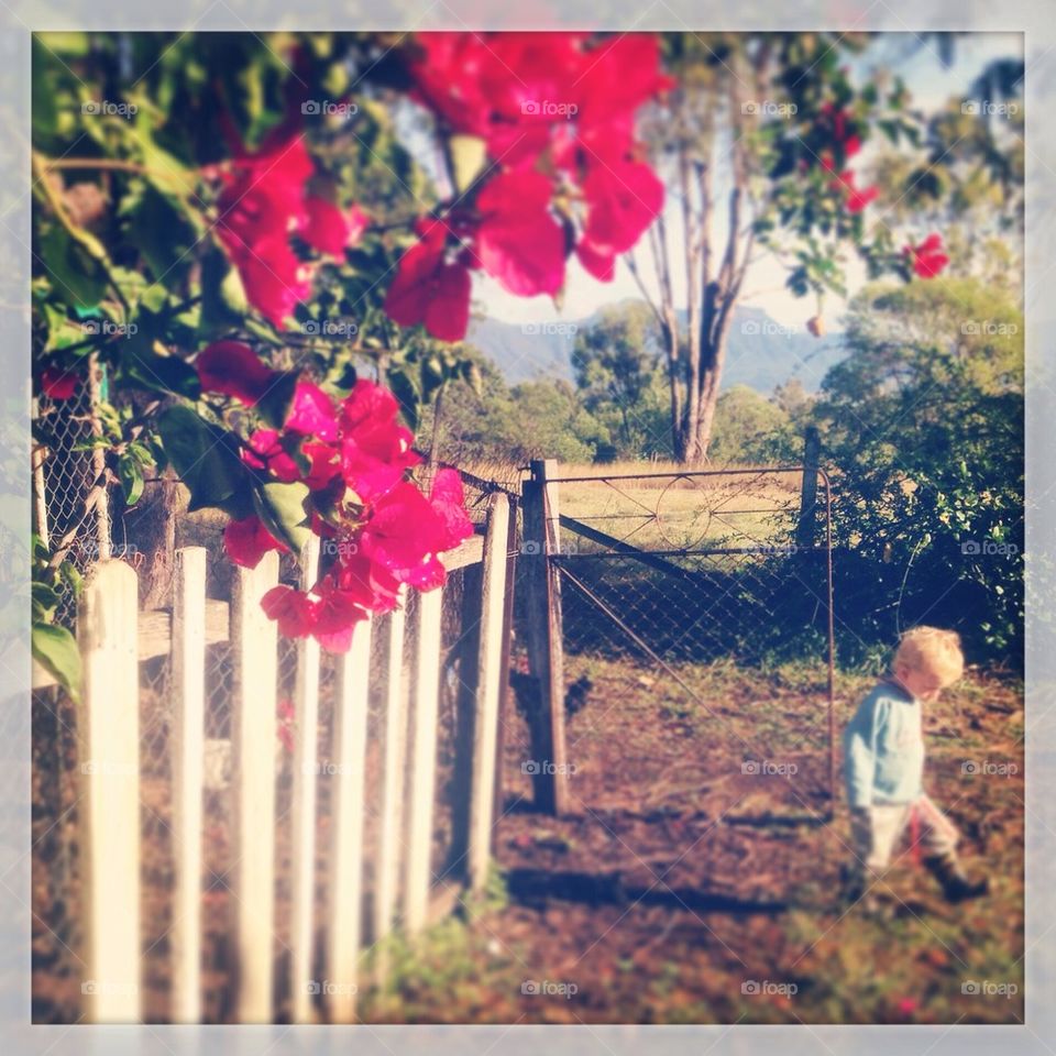 Checking on the Chooks