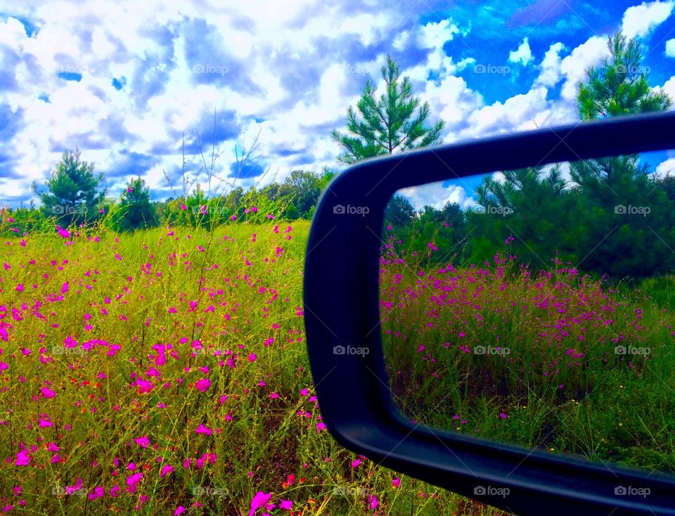 Off road wild flowers 