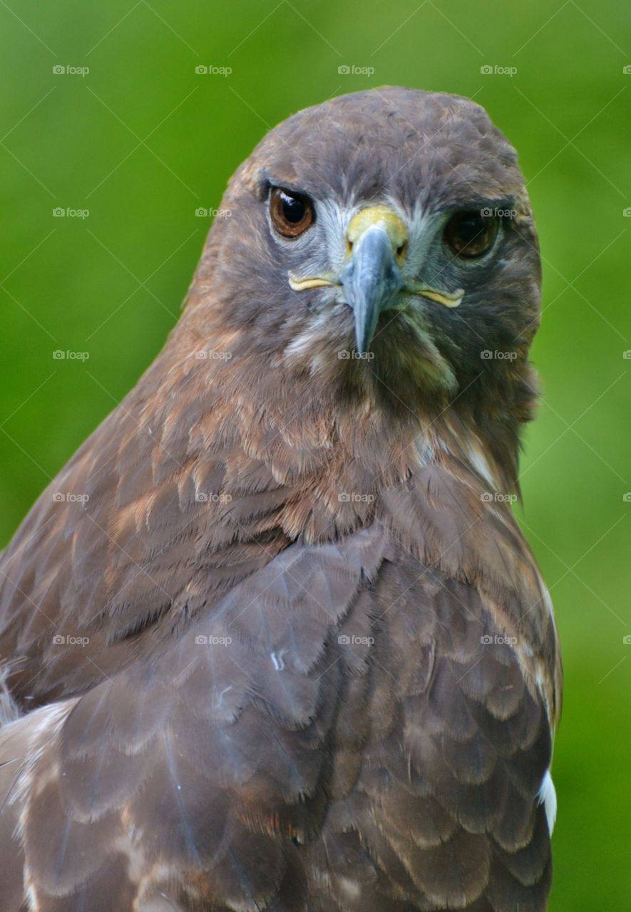 Red-Tailed Hawk