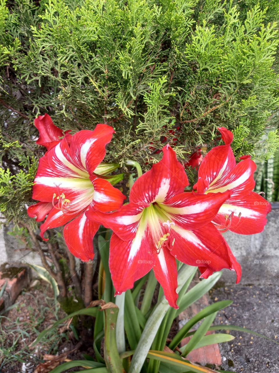 red flowers