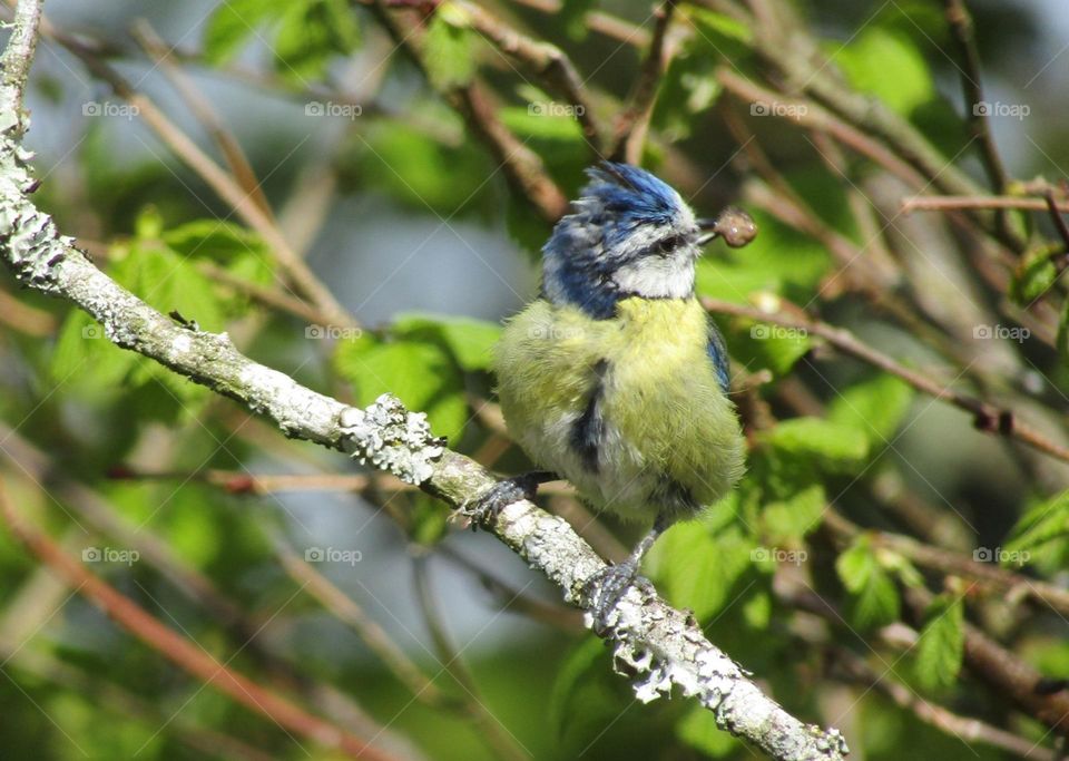 blue tit with something in its beak not sure if it is a snail