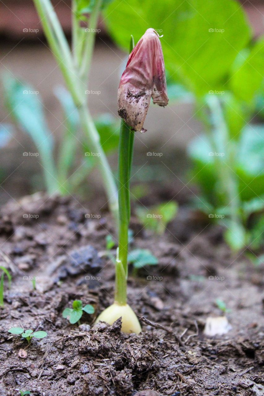 garlic sprouting