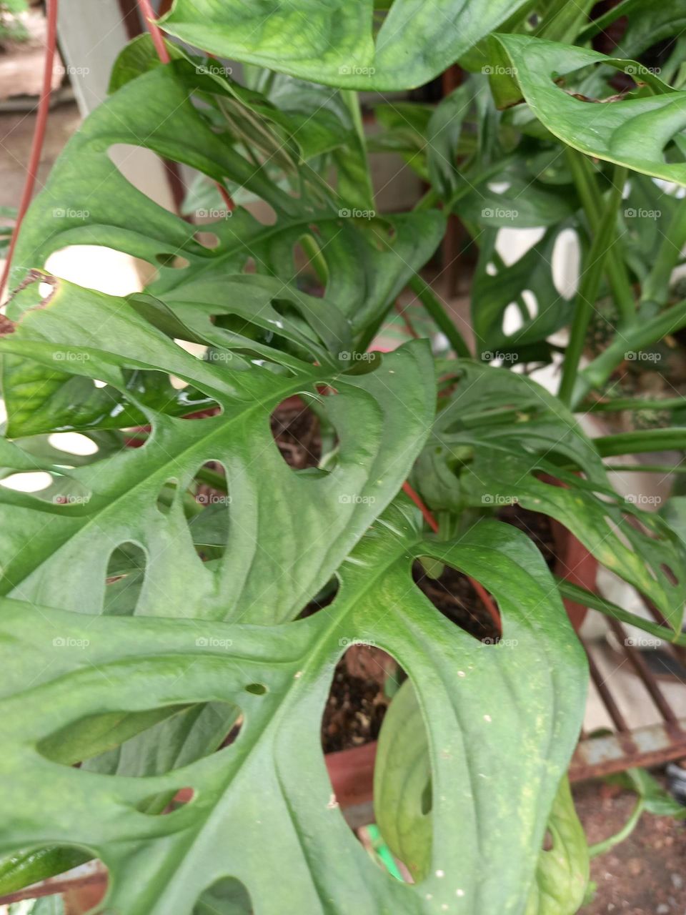 folhagens com furos.