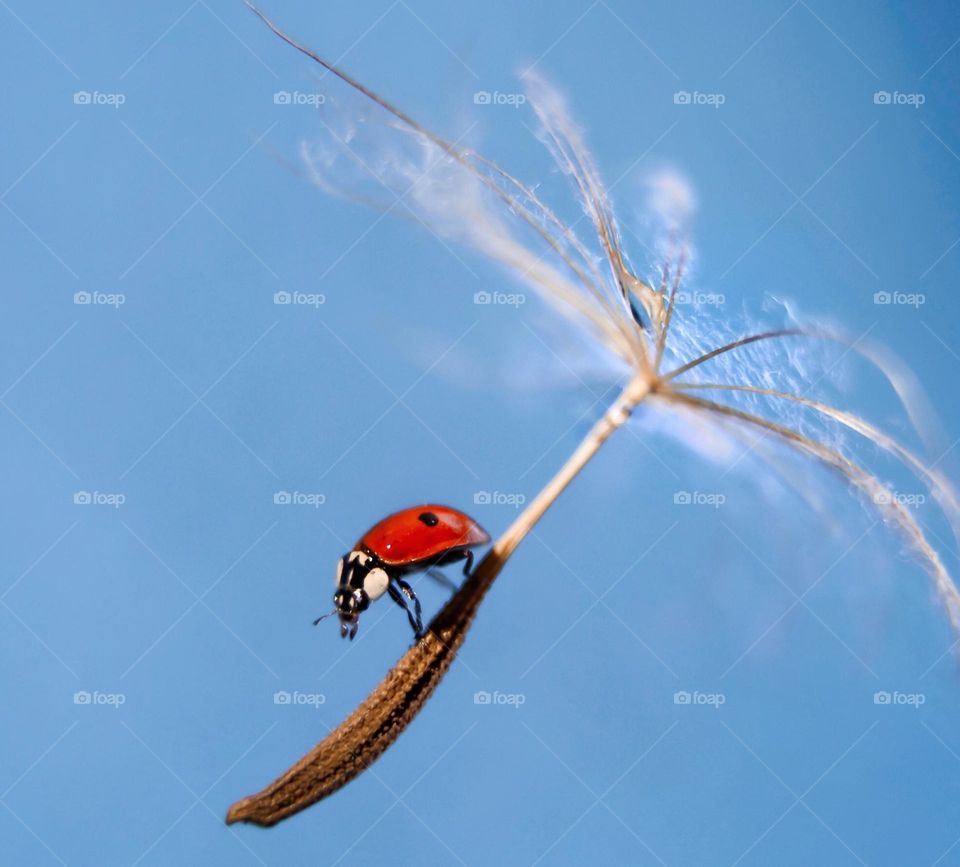 ladybug on dandelion 