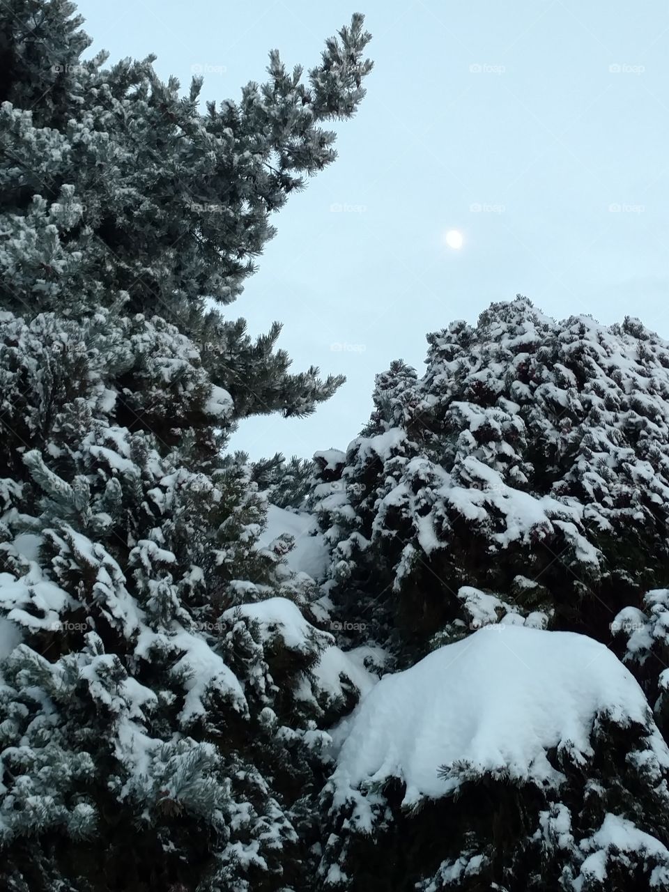snow covered trees with moon
