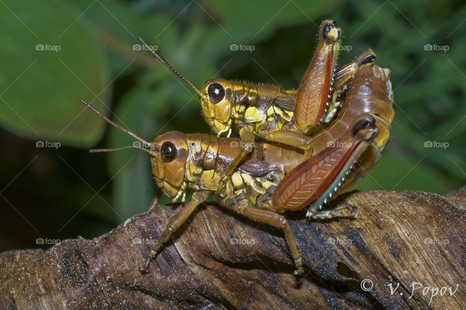 Alpine short horned grasshopper