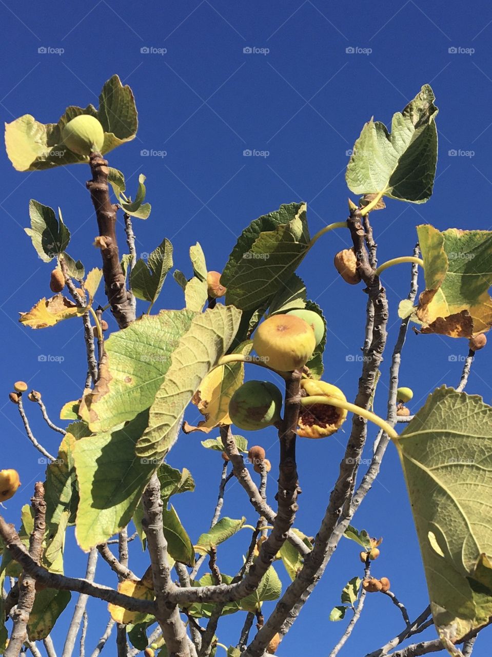 White figs drying on tree