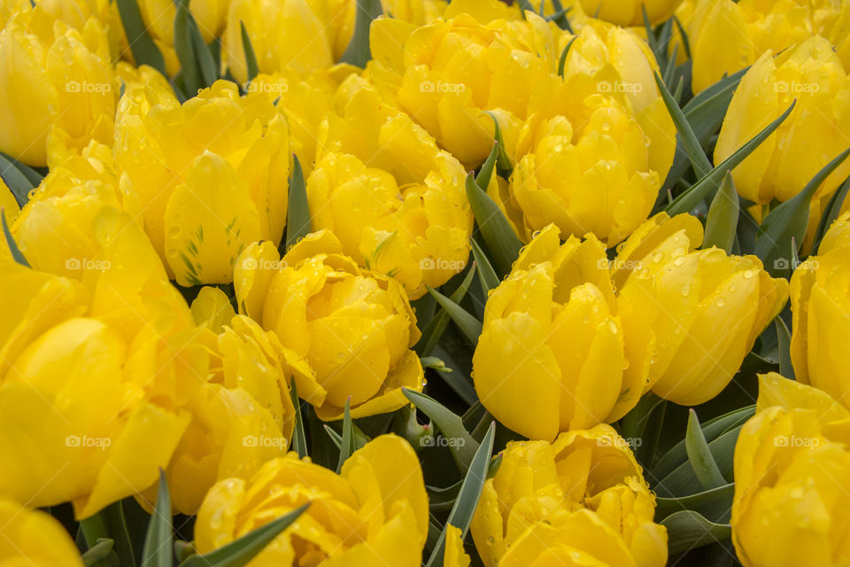 Yellow tulips 