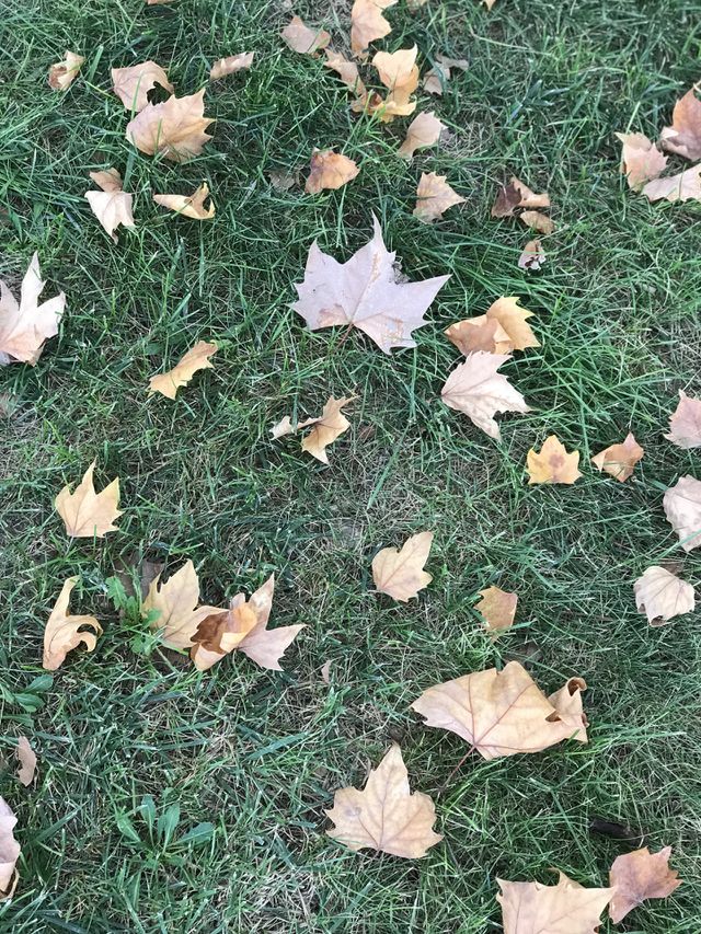 autumn