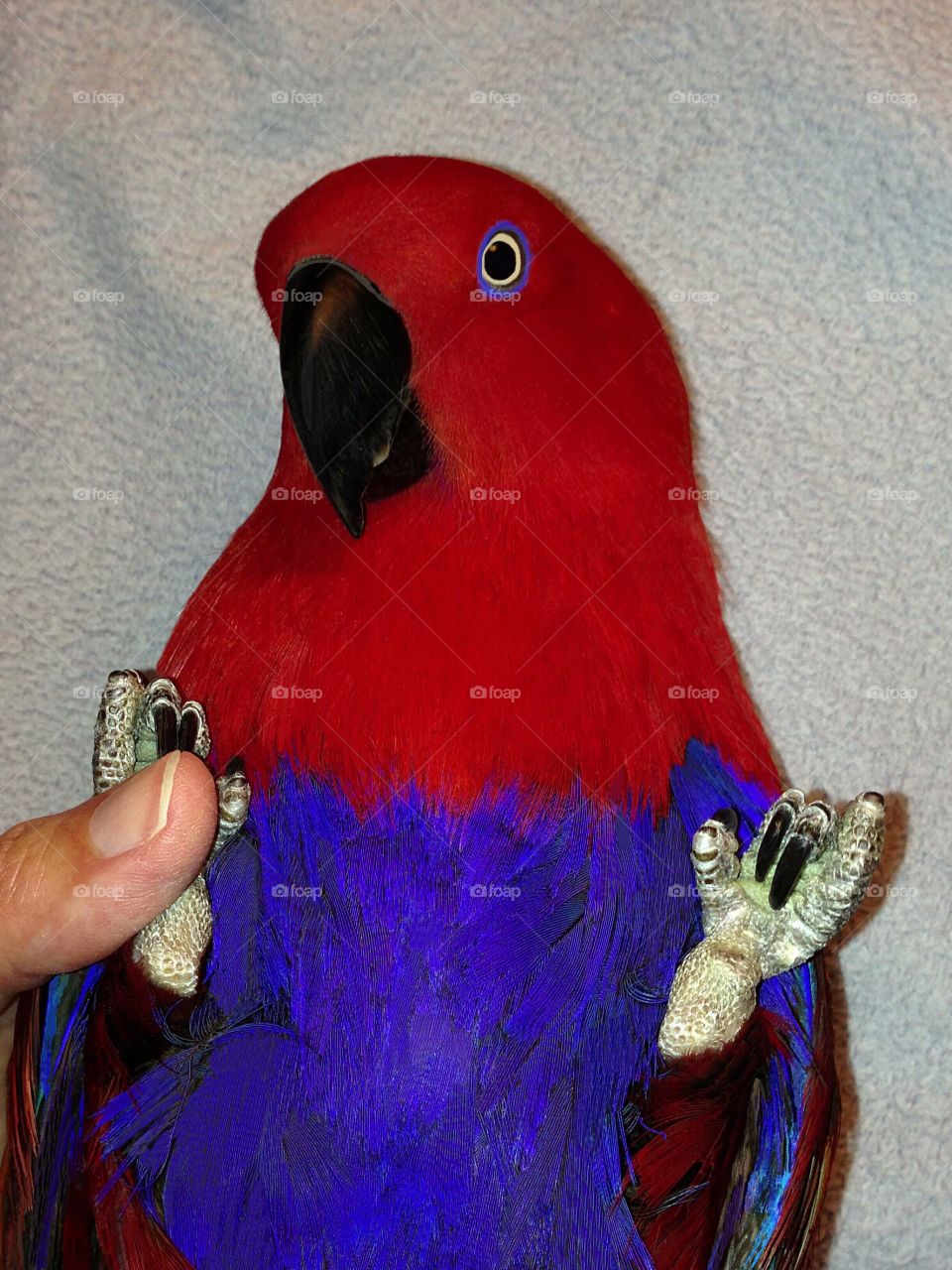 Loving, trusting , beautiful , red and  purple Eclectus Parrot.