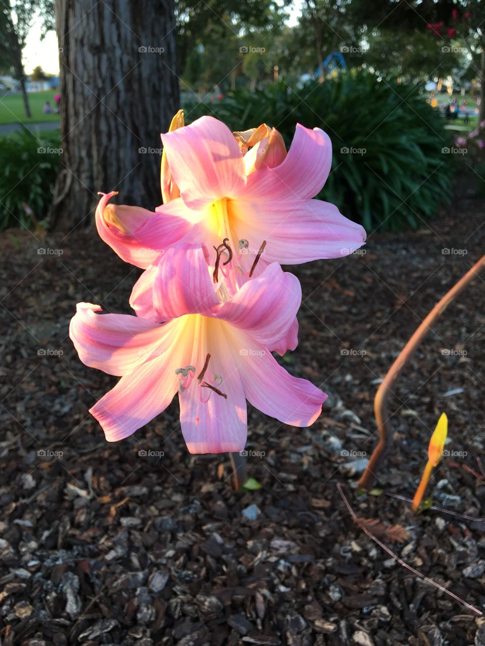 A bunch of vibrant pink flowers at sunset 