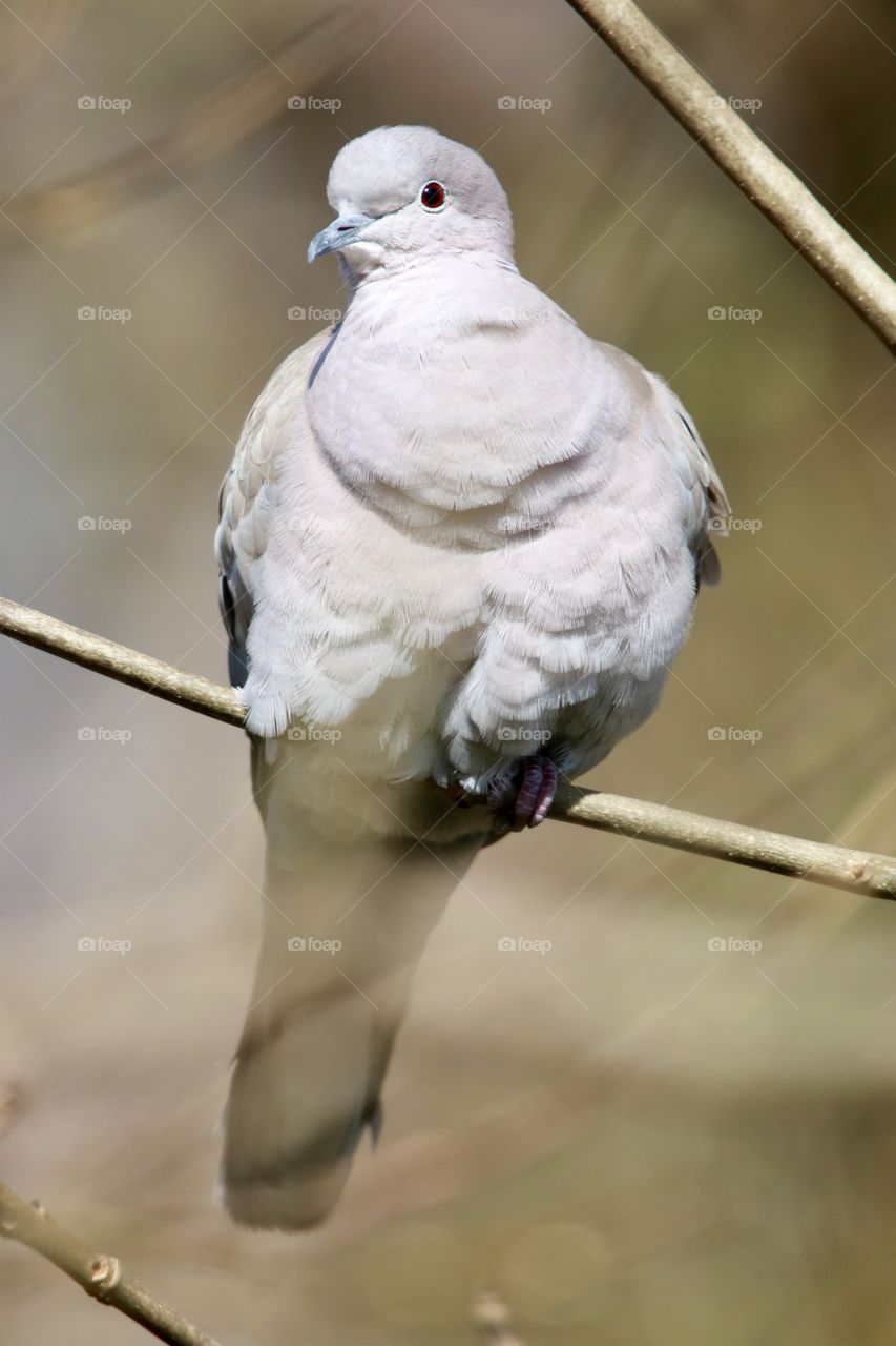 dove