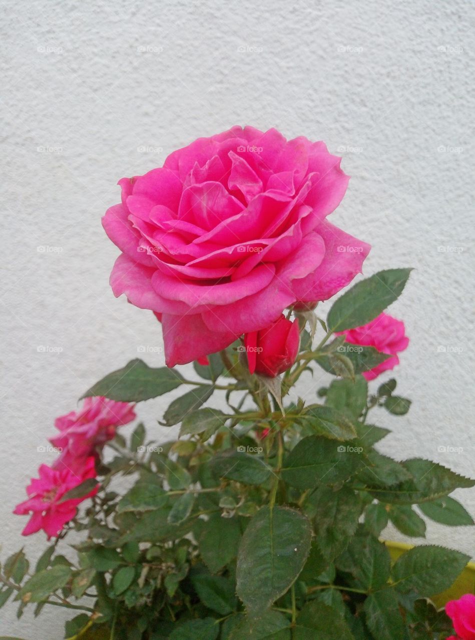 Flowers with white background