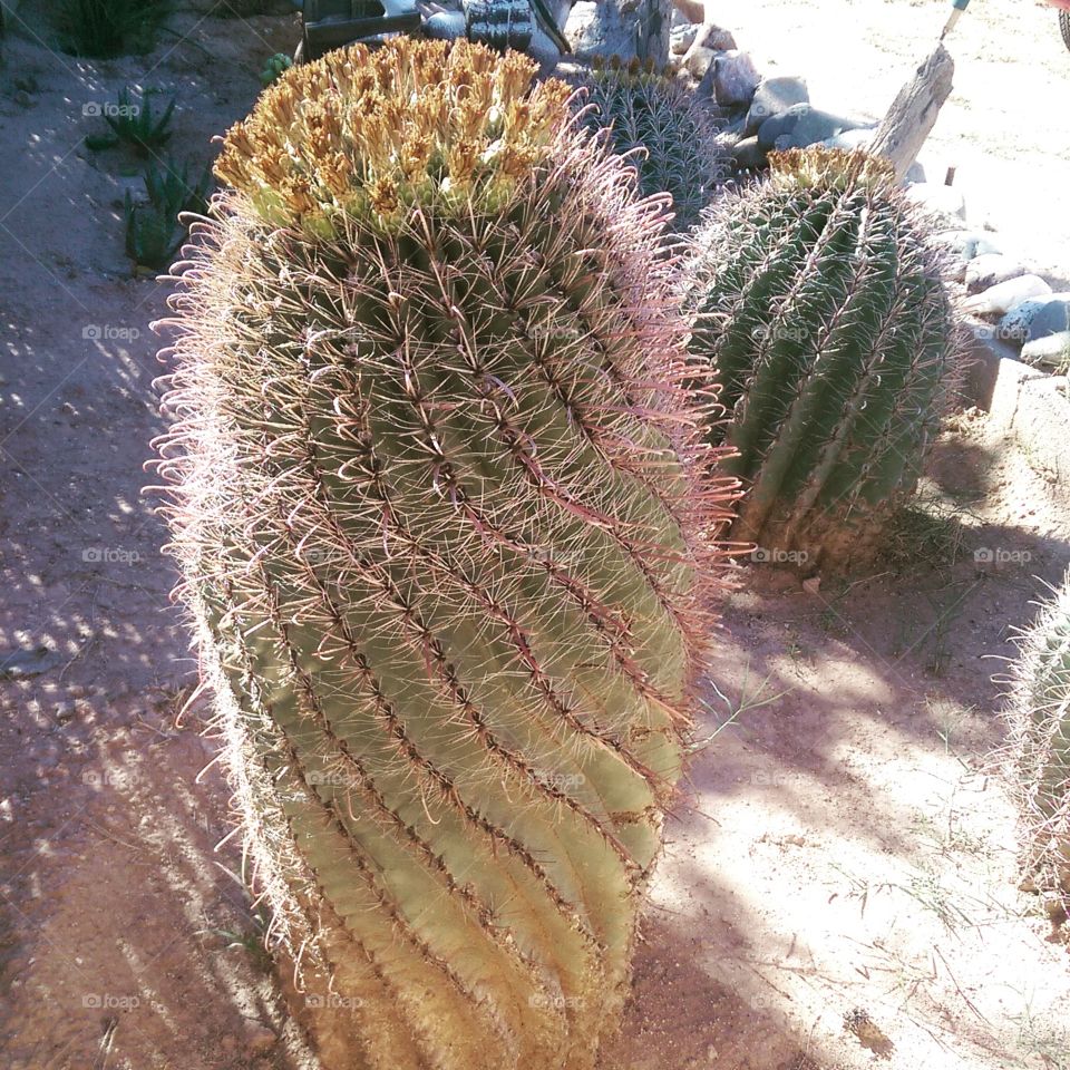 Barrel Cactus Blooming