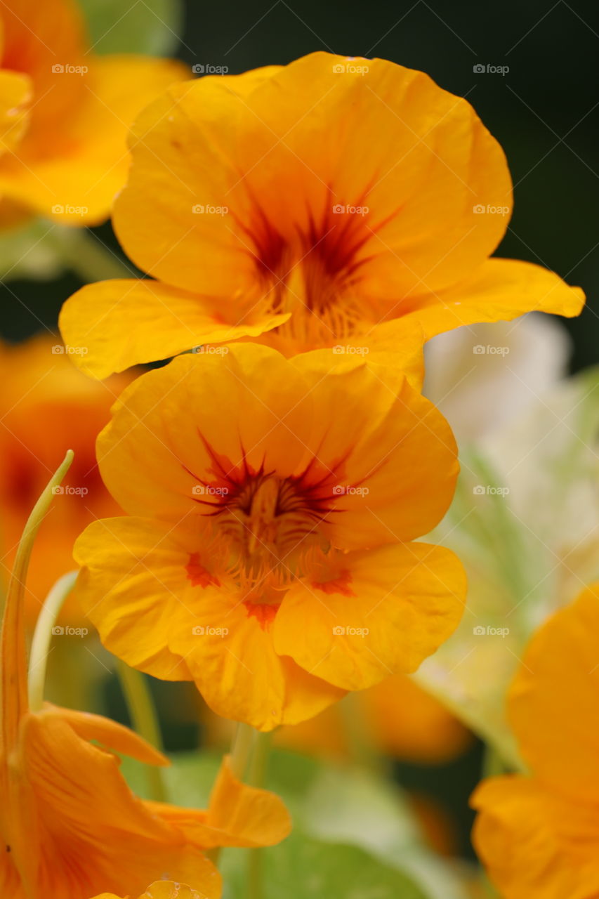 Orange nasturtiums flowers closeup outdoors