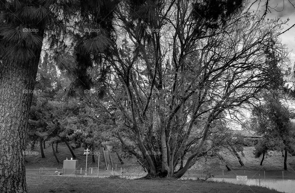 Valley Park Trees SoCal