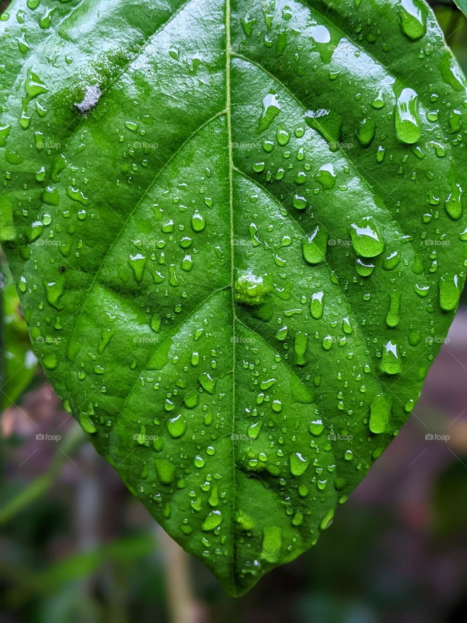 raindrops on leaves💦🌿