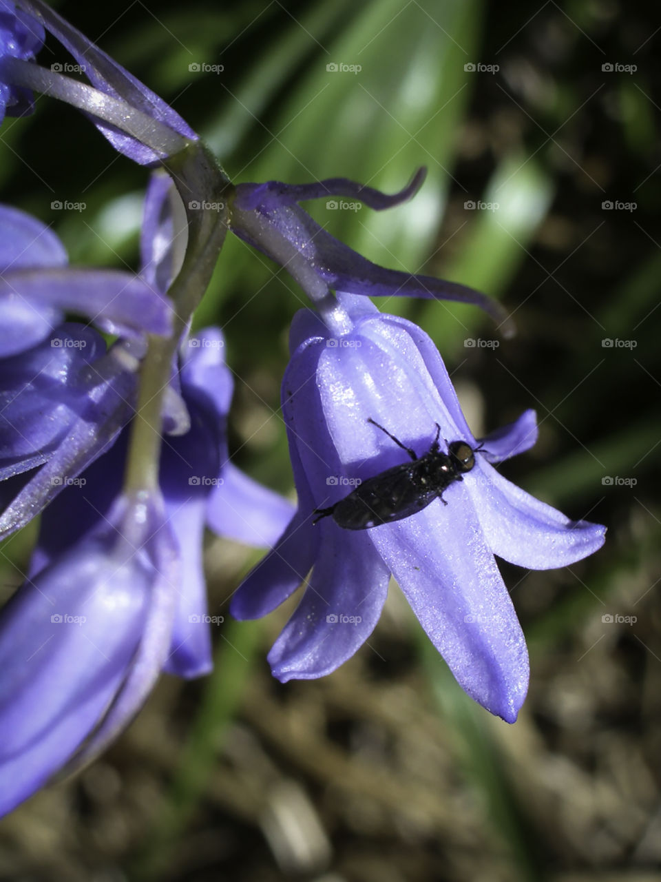 Bluebell bug