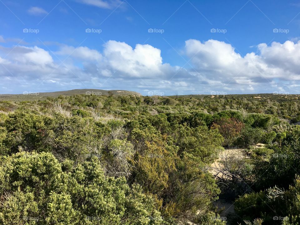 Springtime in the coastal South Australia outback, glorious shades of green meets with endless blue sky billowing with clouds, copy text space, Lincoln National Park