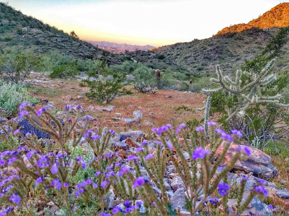 purple desert flowers