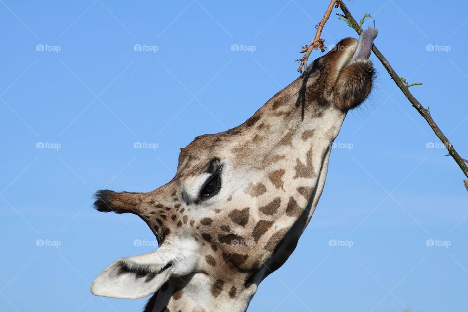 Close Up giraffe in Wildlands, the Netherlands