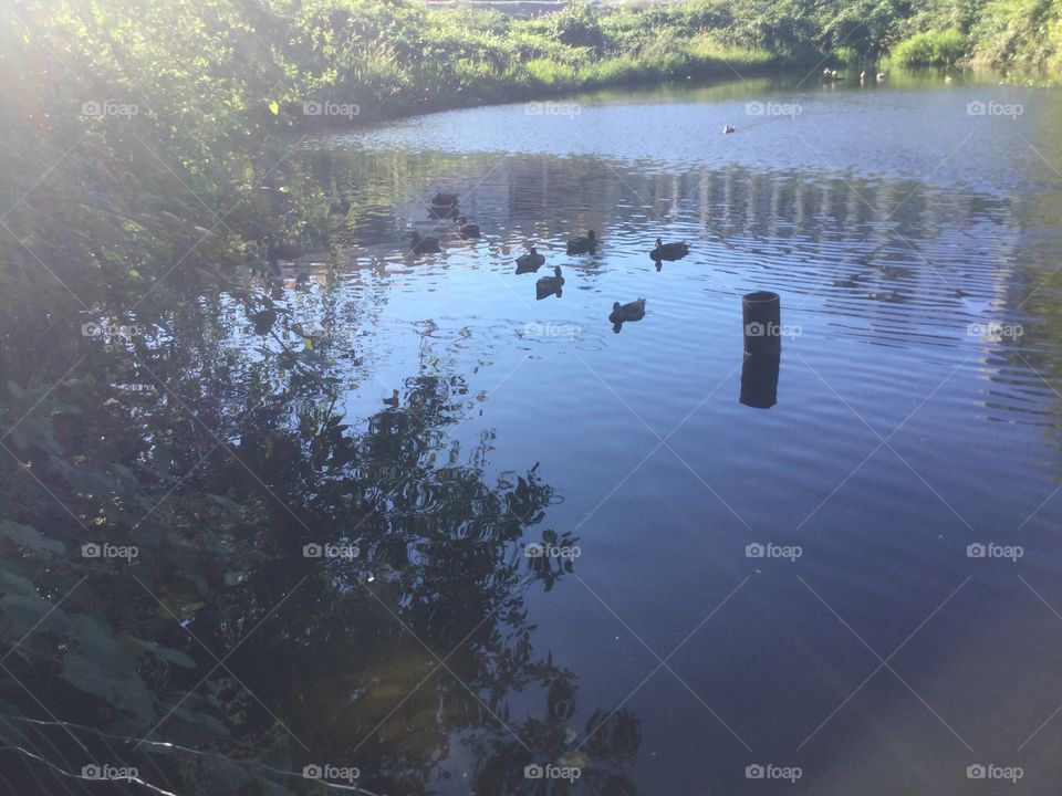 Ducks on the pond in the local Park