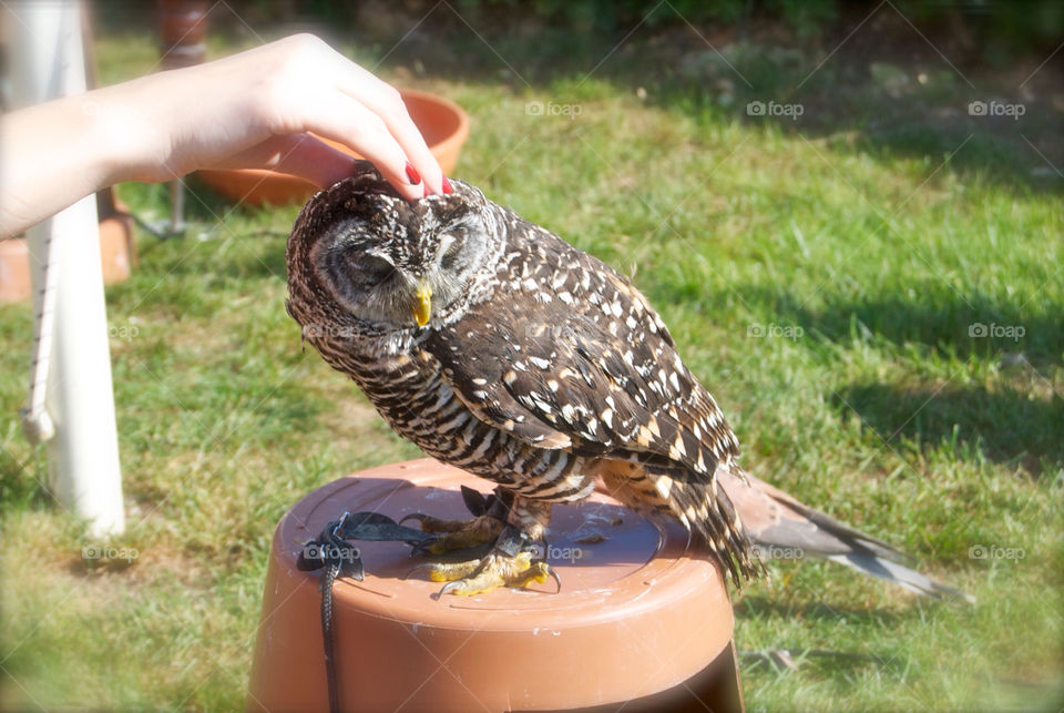 relax bird owl by neil.holloway.144