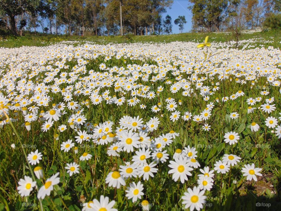 Daisies meadow 