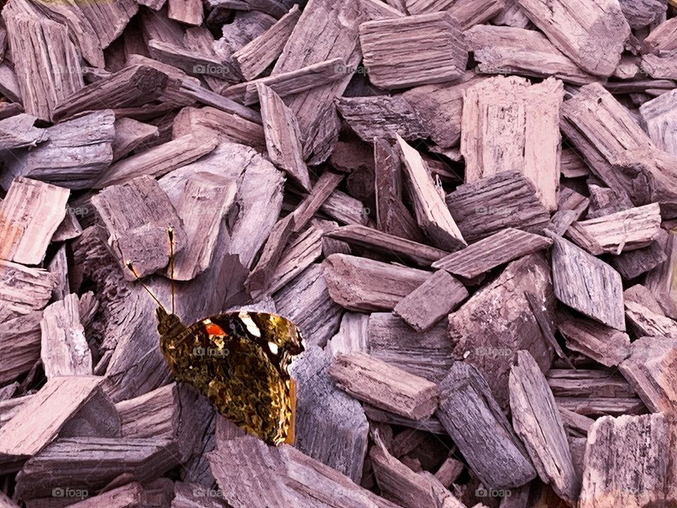 Butterfly On Lavender Wood Chips 