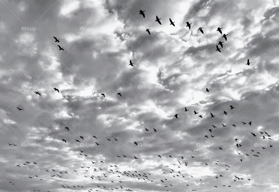 Contrast black and white monochrome cloudy sky with the big flock of flying birds 