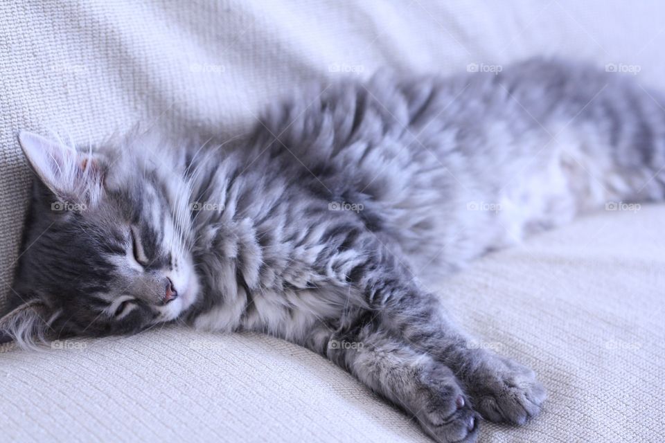 Cat, Animal, Sleep, Cute, Kitten