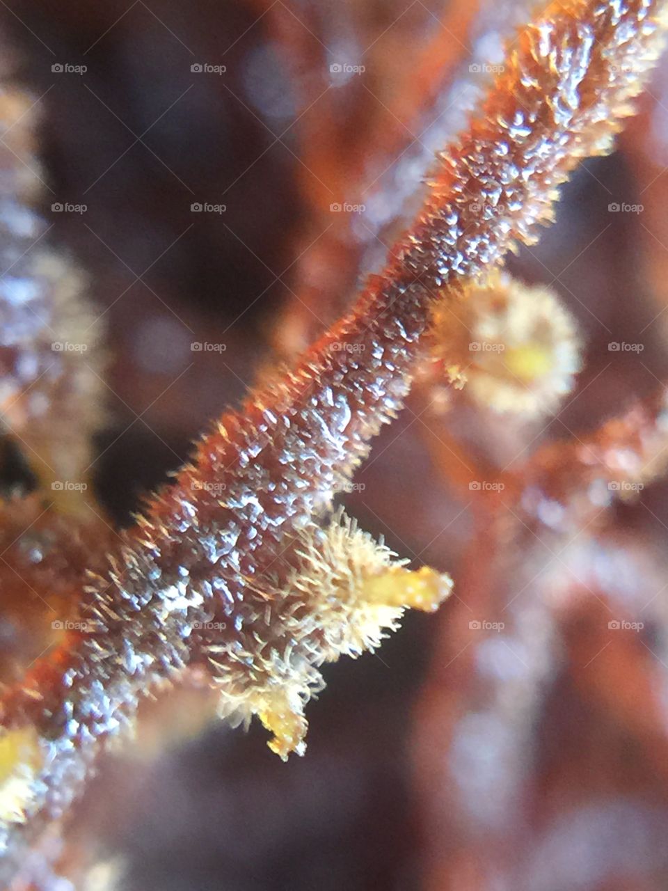 Close up short ..
Close up photography is make me think different angle . We are decent Sen small
Thing ... It's vary interesting for me