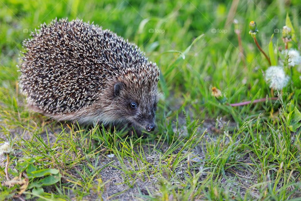 Cute hedgehog in the grass...