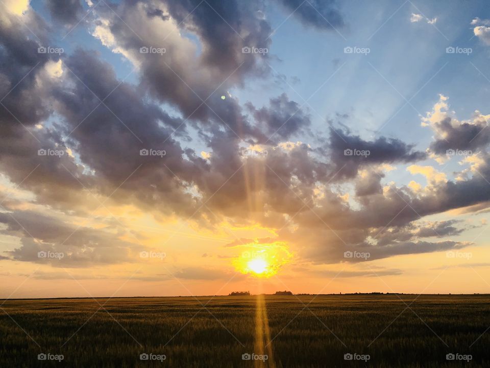 Beautiful golden hour over a wheat field in summer