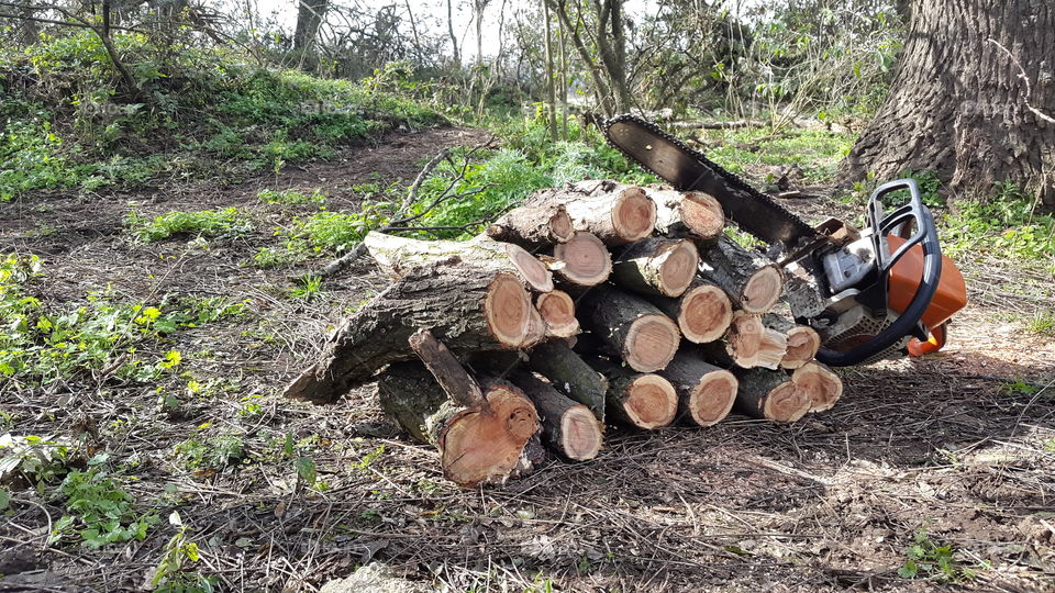 trunks cutted by chainsaw