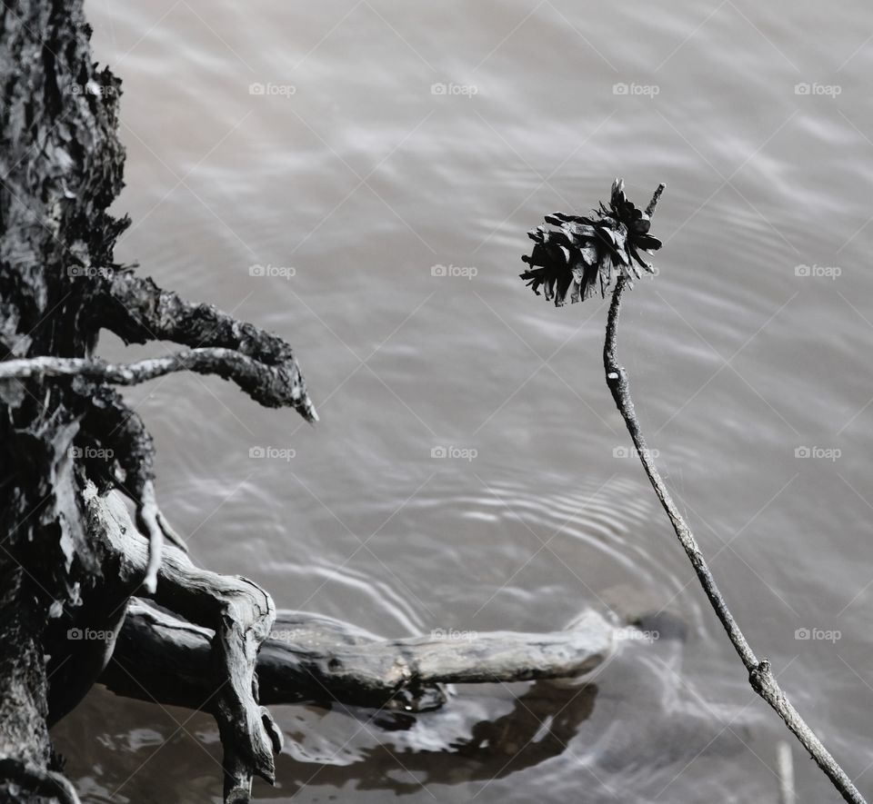 by the lake...  tree trunk and pine cones suspended in black and white.