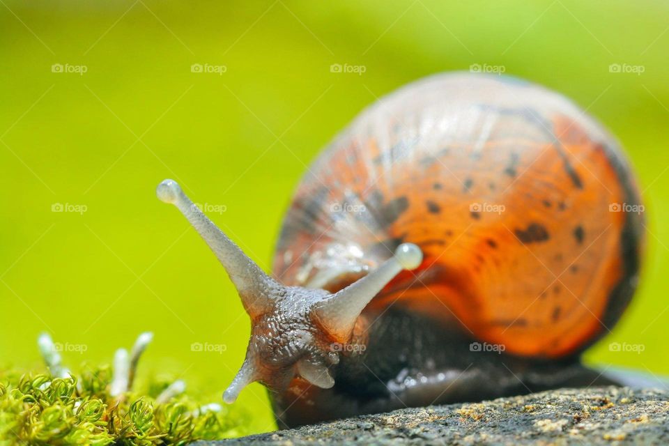 Macro shot of a snail.